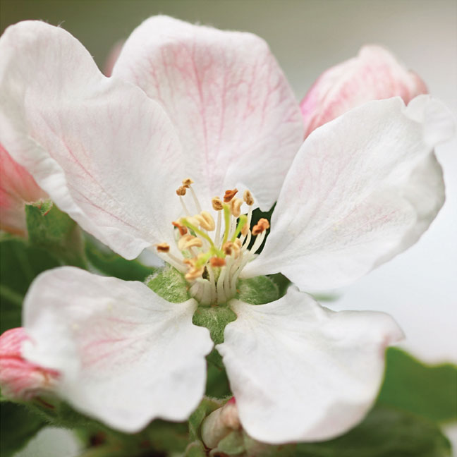 NEST New York apple blossom note