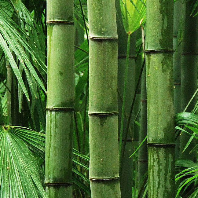 Bamboo Reed Diffuser Liquid Refill | The Official Home of NEST New York