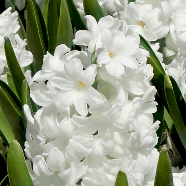 NEST New York hyacinth flower note