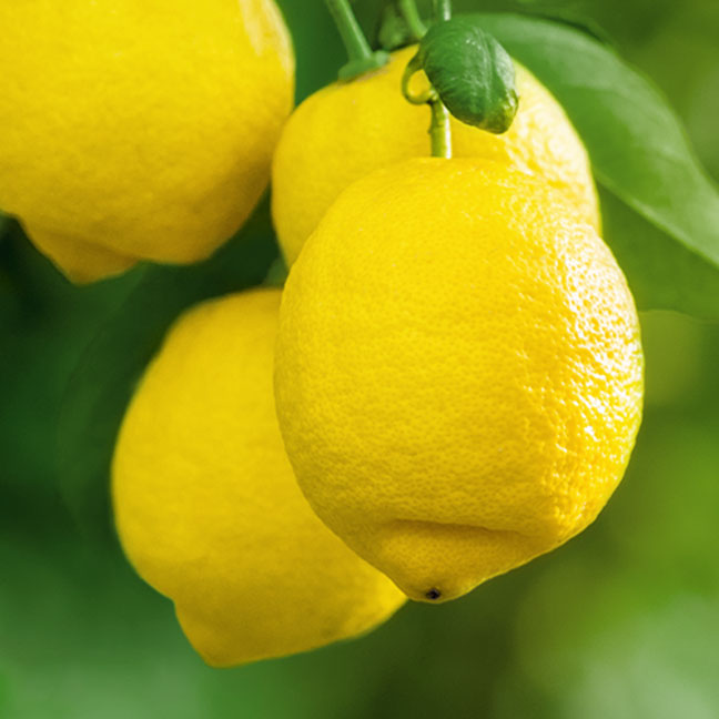 NEST New York lemon note