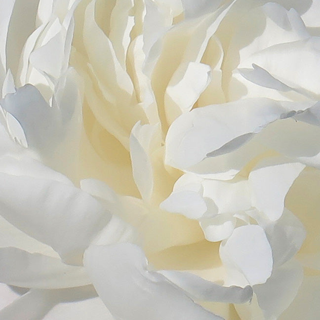 NEST New York white florals note