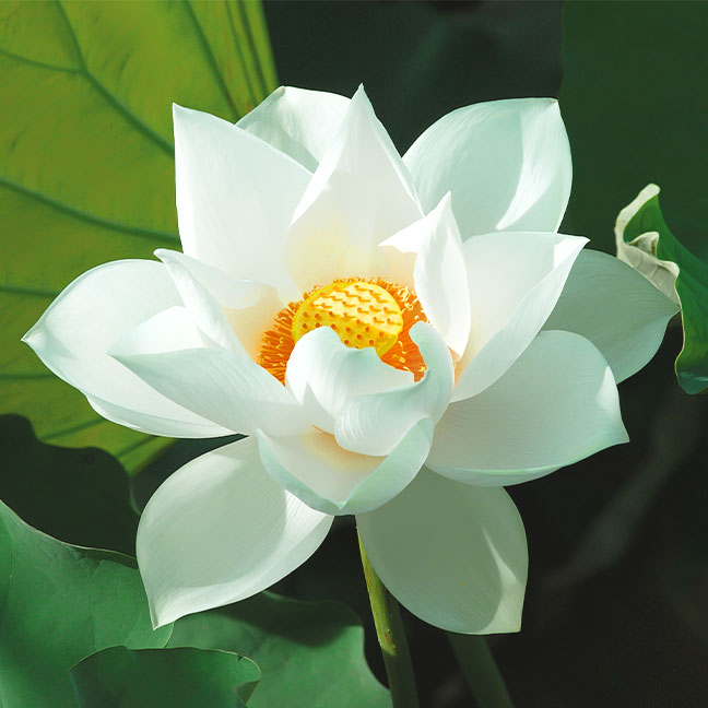 NEST New York white lotus note